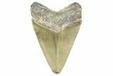 Serrated Fossil Megalodon Tooth - North Carolina #358942-1